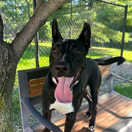 Radar, ADOPTABLE, Young Male Mixed Breed.