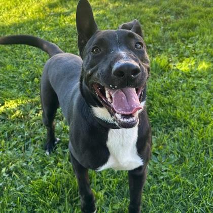 Enlarge Radar, a ADOPTABLE Mixed Breed in Dubuque, IA image 2/3