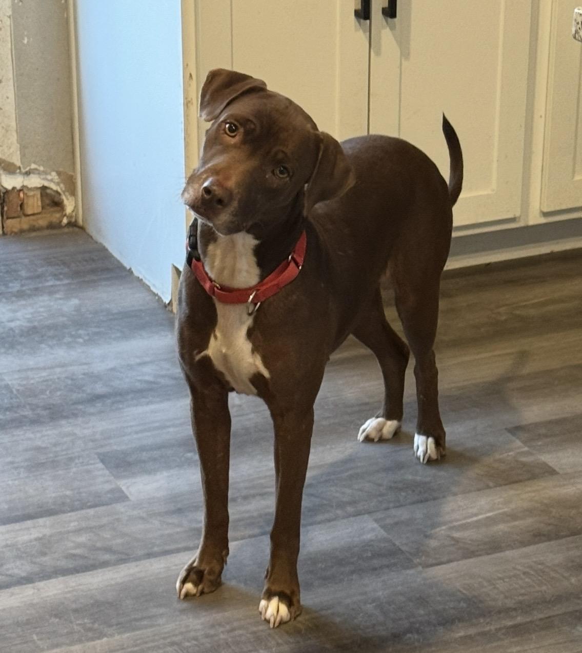 Mocha, a Adoptable mixed breed in Fort Collins, CO image 4/6