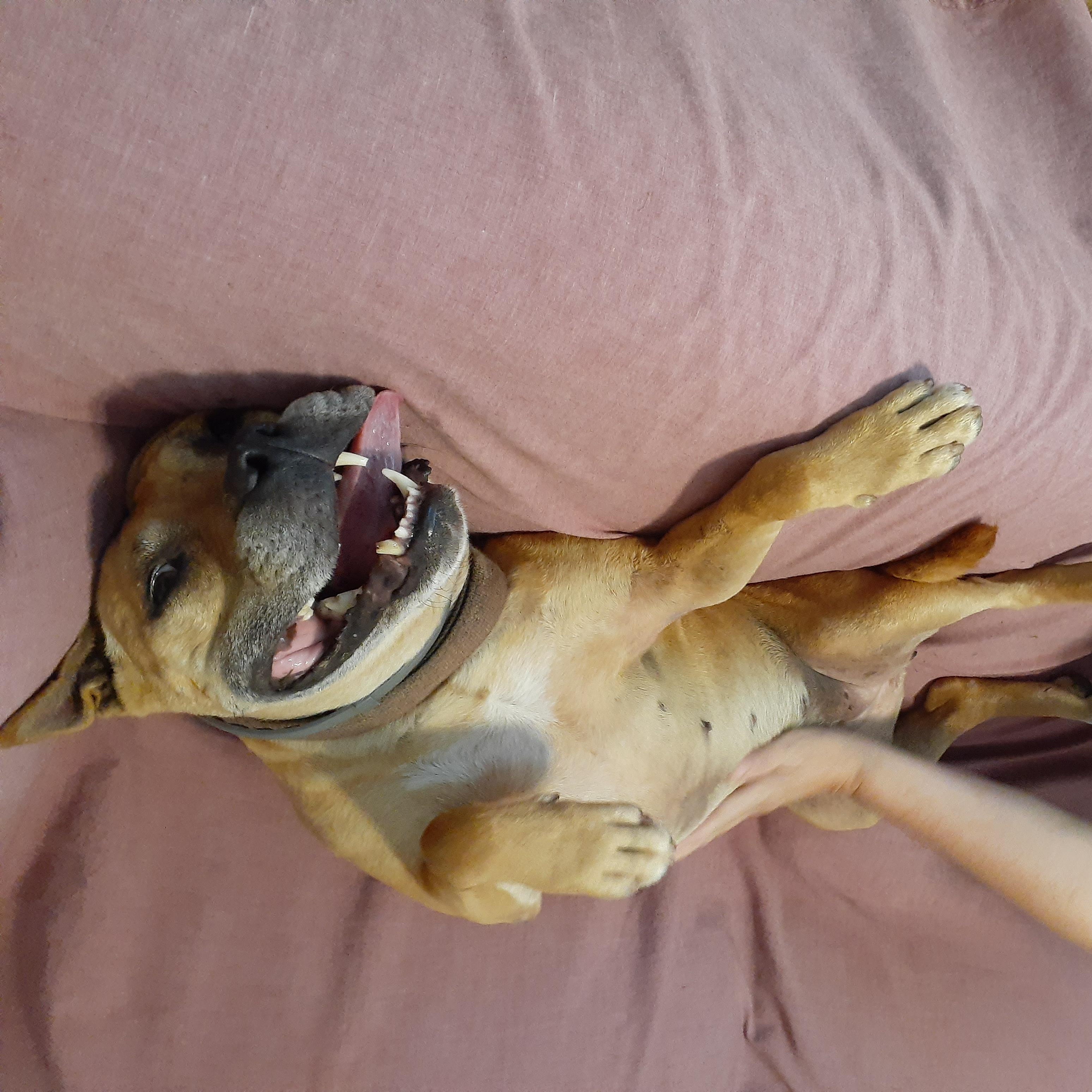 Holly — thumbnail 4