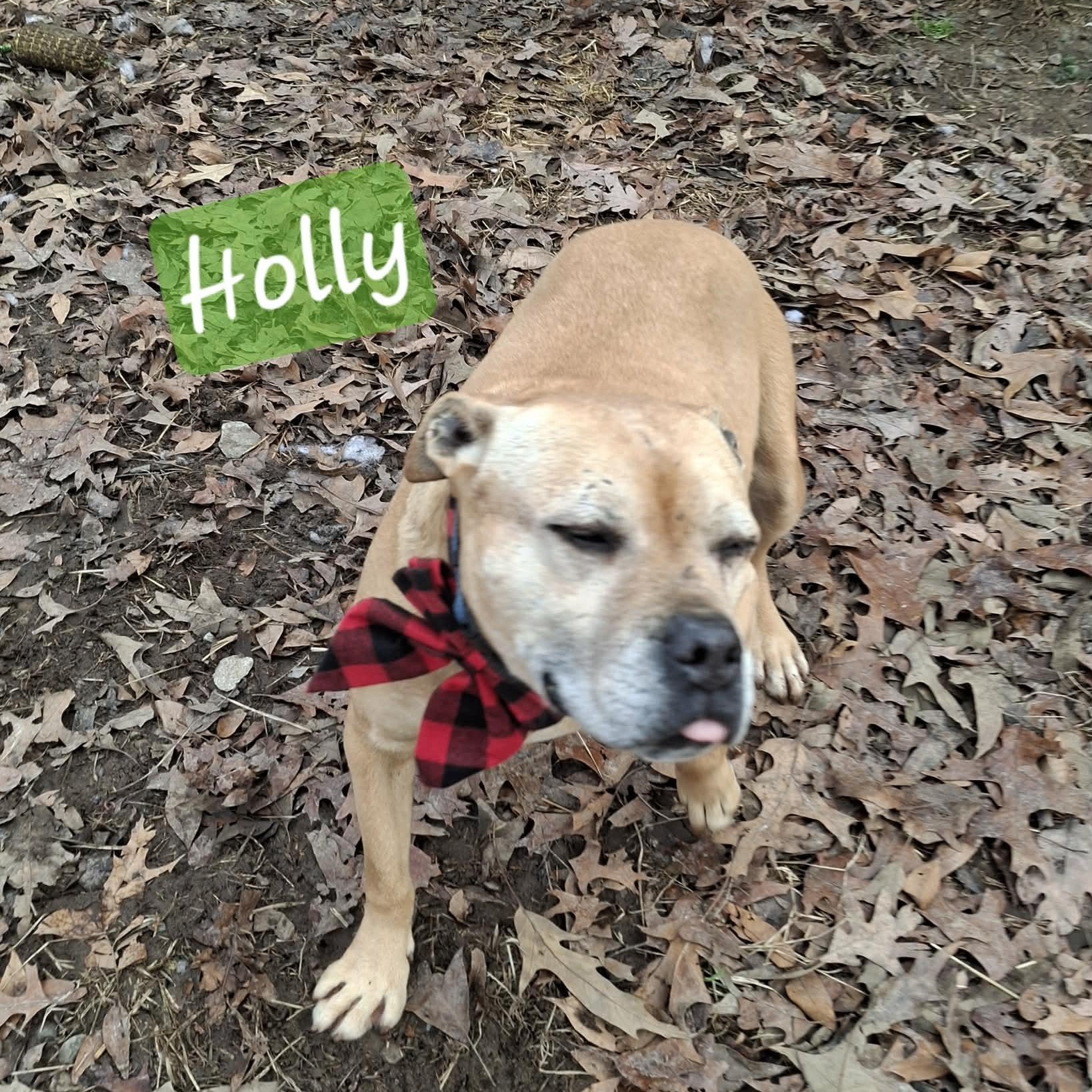 Holly — thumbnail 5