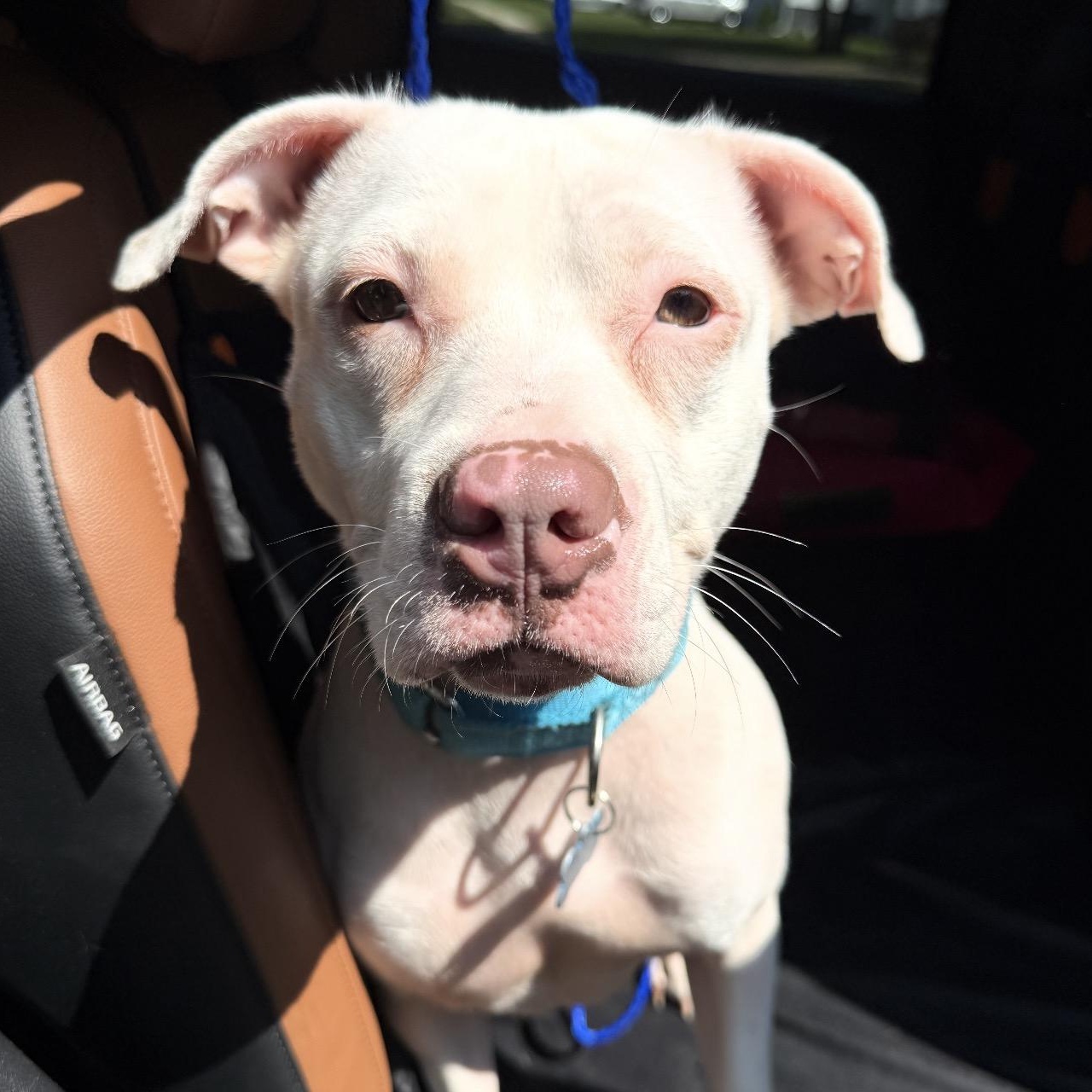Enlarge Tinkerbell, an adopted Pit Bull Terrier in Naperville, IL image 1/6