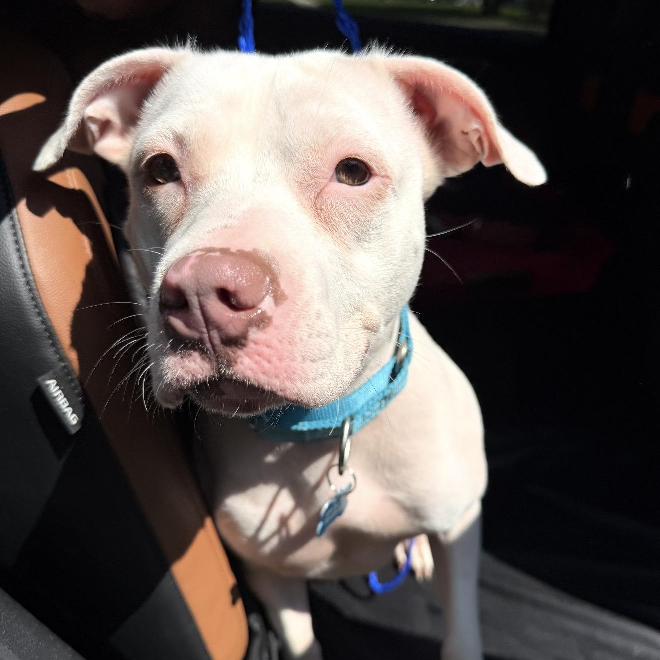 Enlarge Tinkerbell, an adopted Pit Bull Terrier in Naperville, IL image 2/6