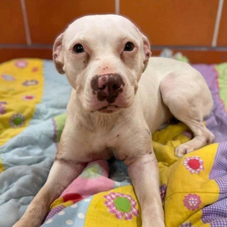Enlarge Tinkerbell, an adopted Pit Bull Terrier in Naperville, IL image 6/6