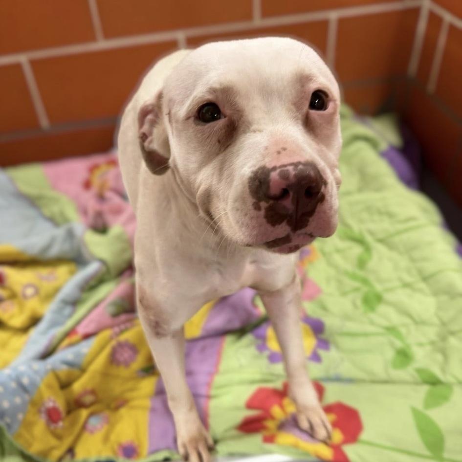 Enlarge Tinkerbell, an adopted Pit Bull Terrier in Naperville, IL image 4/6
