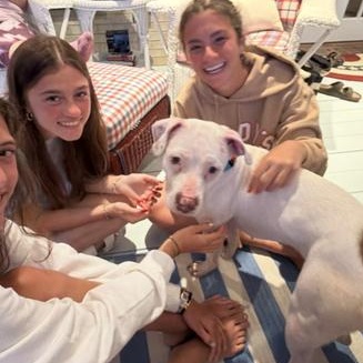 Enlarge Tinkerbell, an adopted Pit Bull Terrier in Naperville, IL image 3/6