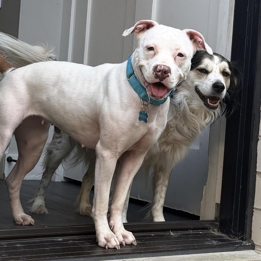 Enlarge Tinkerbell, an adopted Pit Bull Terrier in Naperville, IL image 5/6