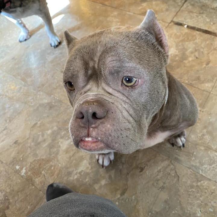Dottie, Adoptable, Adult Female English Bulldog.