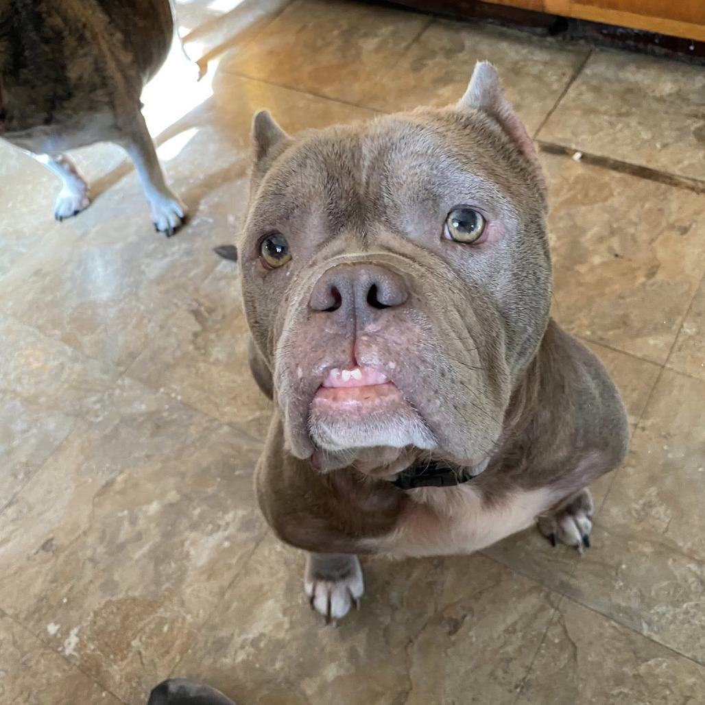 Enlarge Dottie, a Adoptable English Bulldog in Huber Heights, OH image 2/4