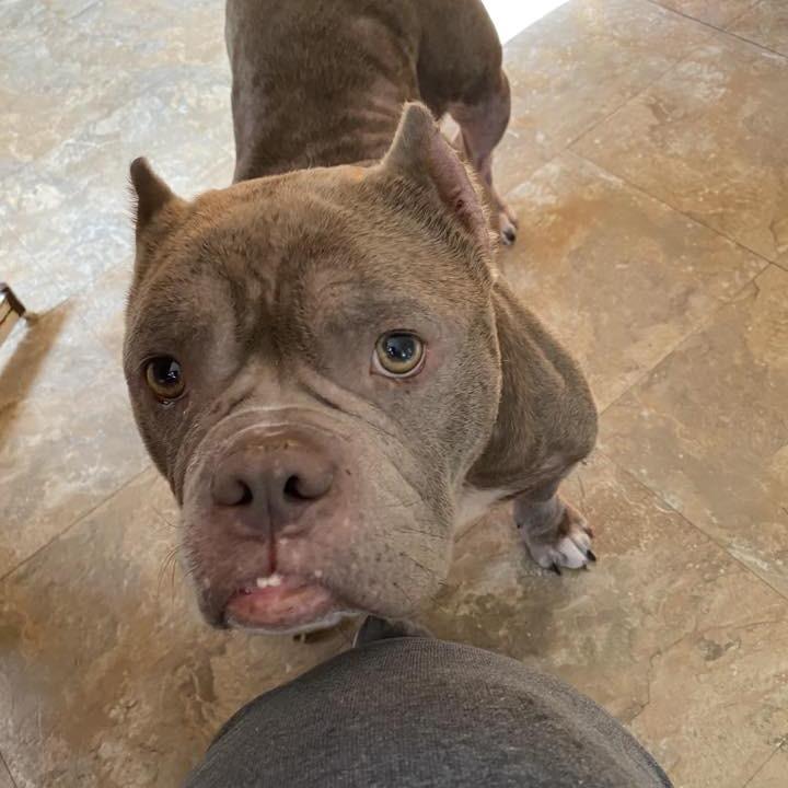 Enlarge Dottie, a Adoptable English Bulldog in Huber Heights, OH image 3/4