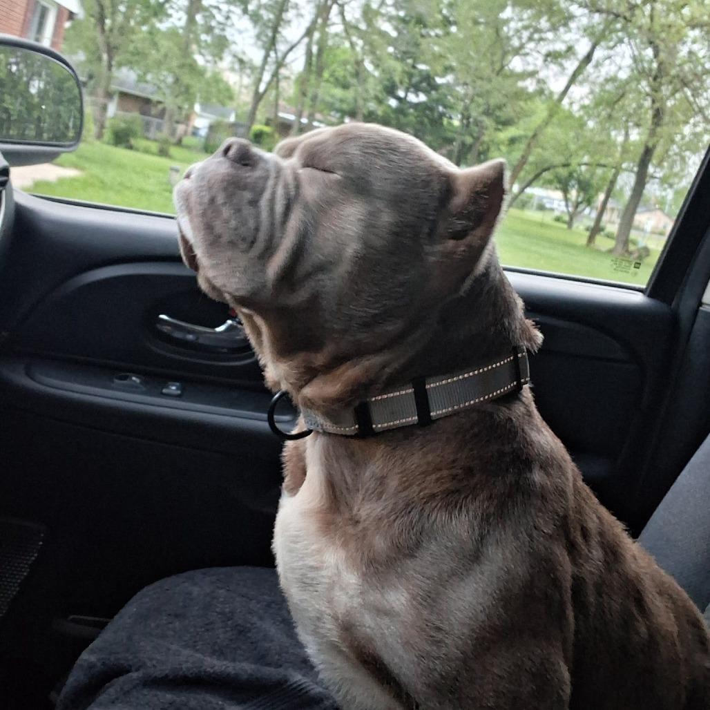 Enlarge Dottie, a Adoptable English Bulldog in Huber Heights, OH image 4/4