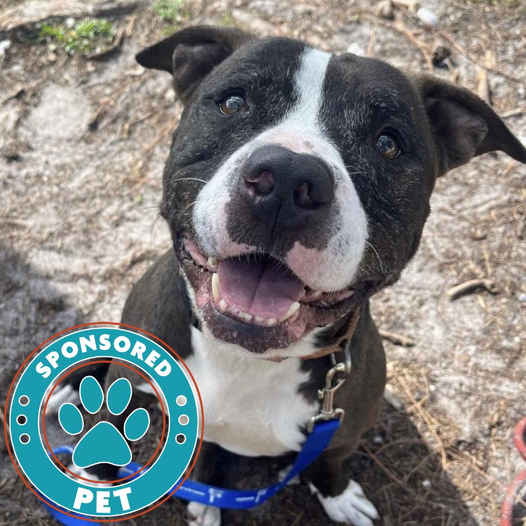 Enlarge Coco Melon, a Adoptable Mixed Breed in Lakeland, FL image 1/1