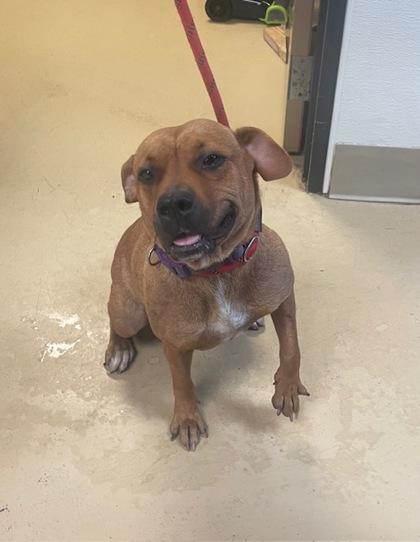 Brie, Adoptable, Adult Female Mixed Breed & Mixed Breed.