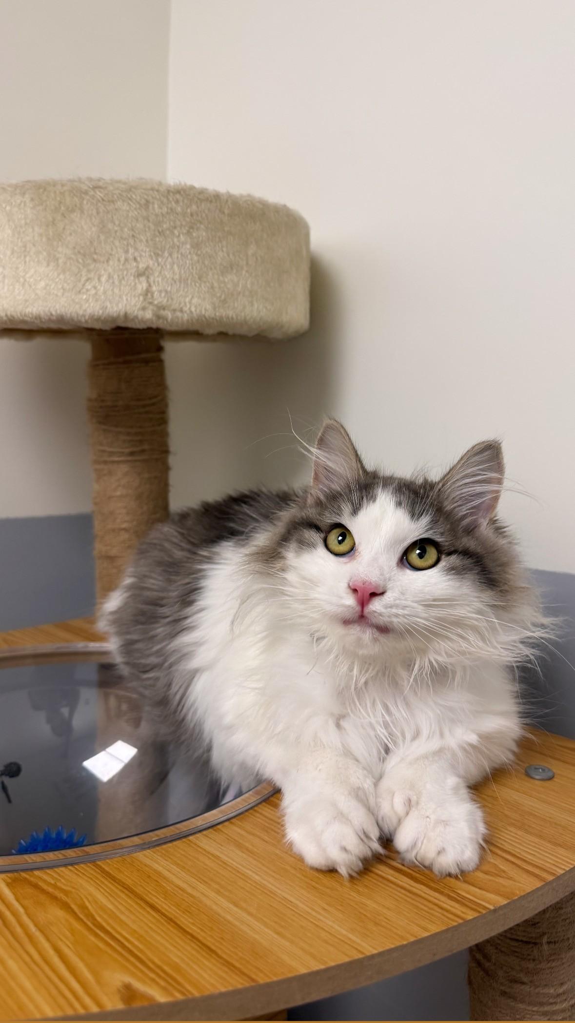 Marshmallow , adopted, Young Female Domestic Long Hair.