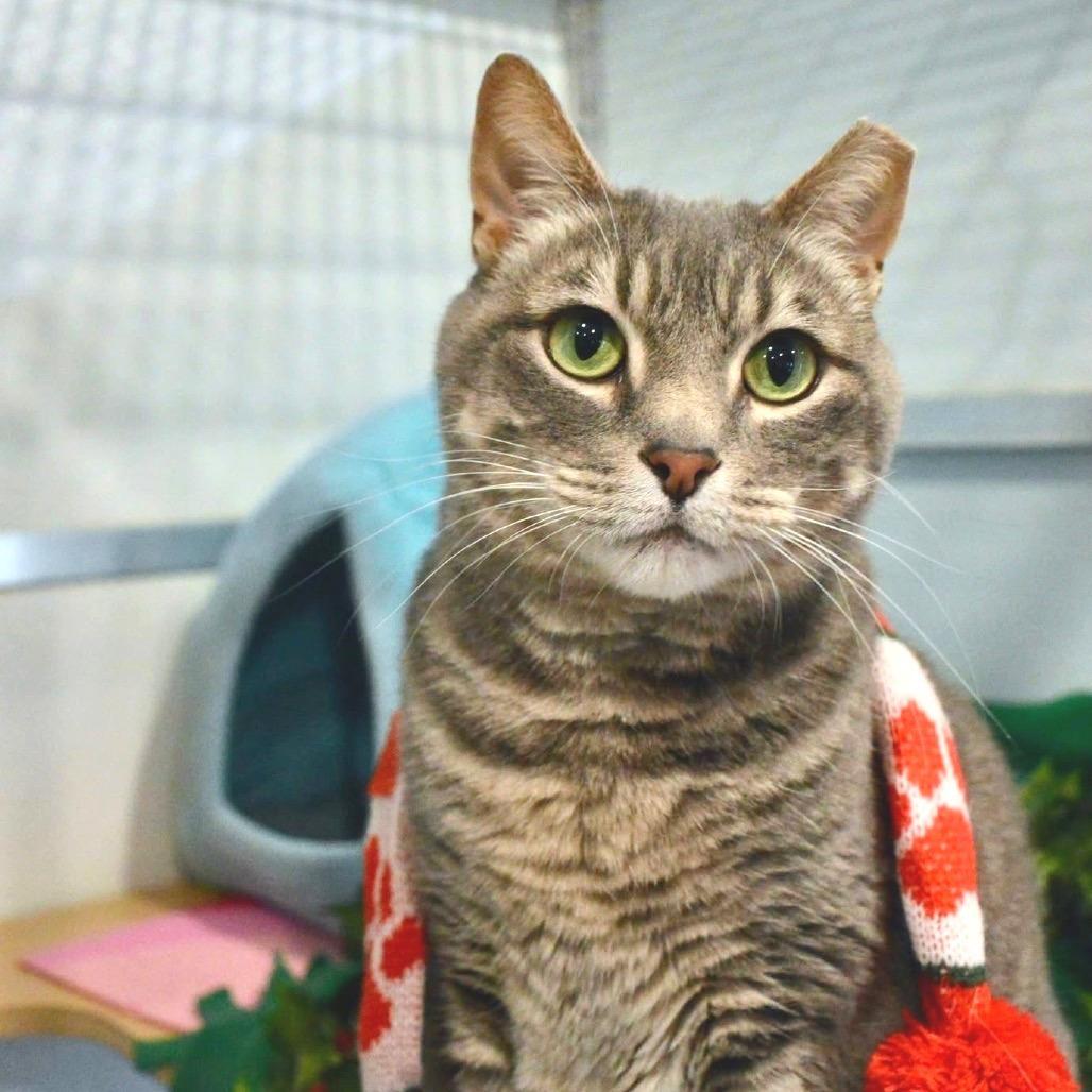 Tonka, a Adoptable Domestic Short Hair in Saint Charles, MO image 1/6