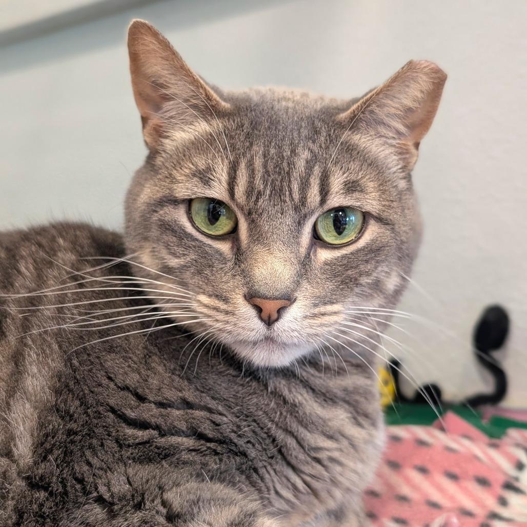 Tonka, a Adoptable Domestic Short Hair in Saint Charles, MO image 2/6