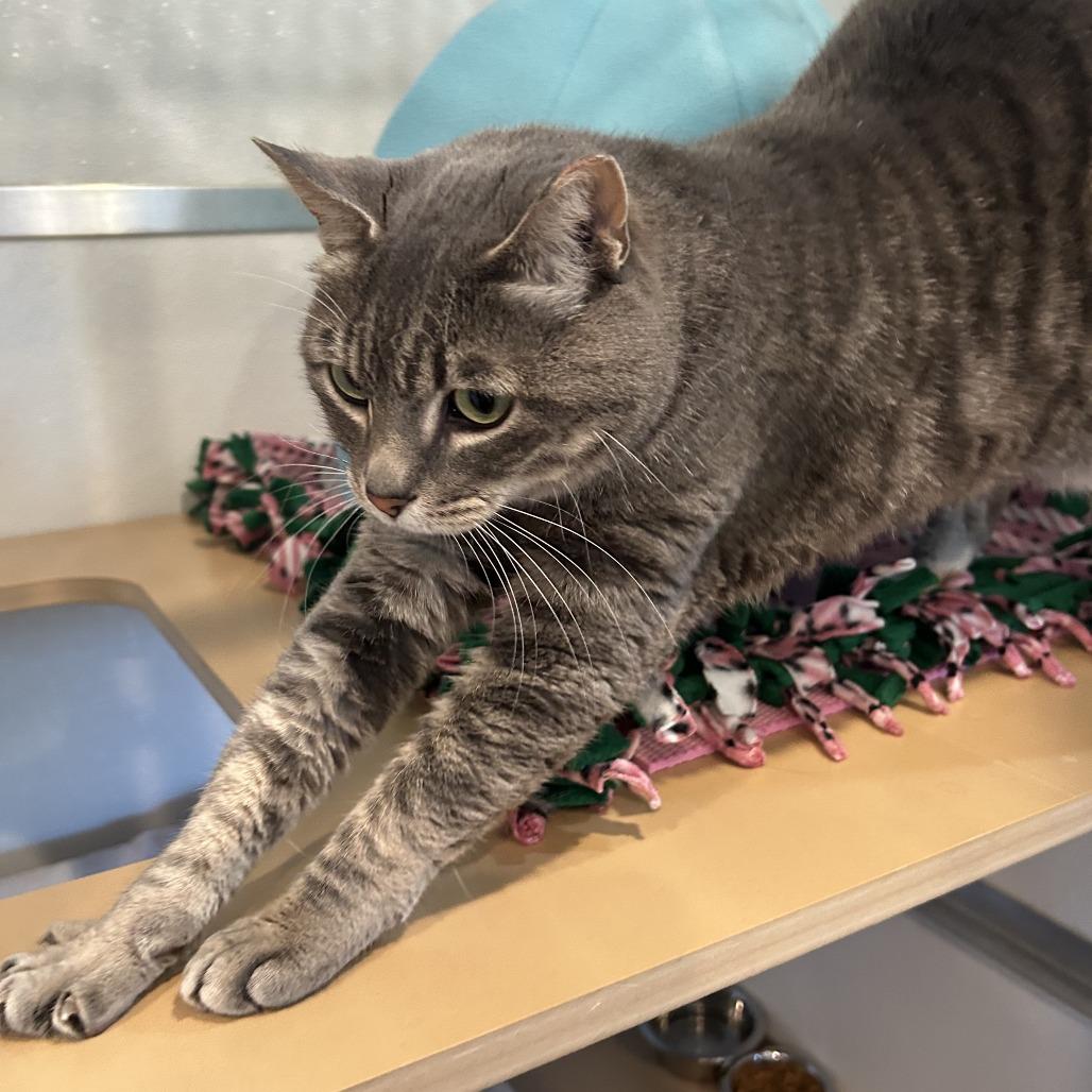 Tonka, a Adoptable Domestic Short Hair in Saint Charles, MO image 3/6