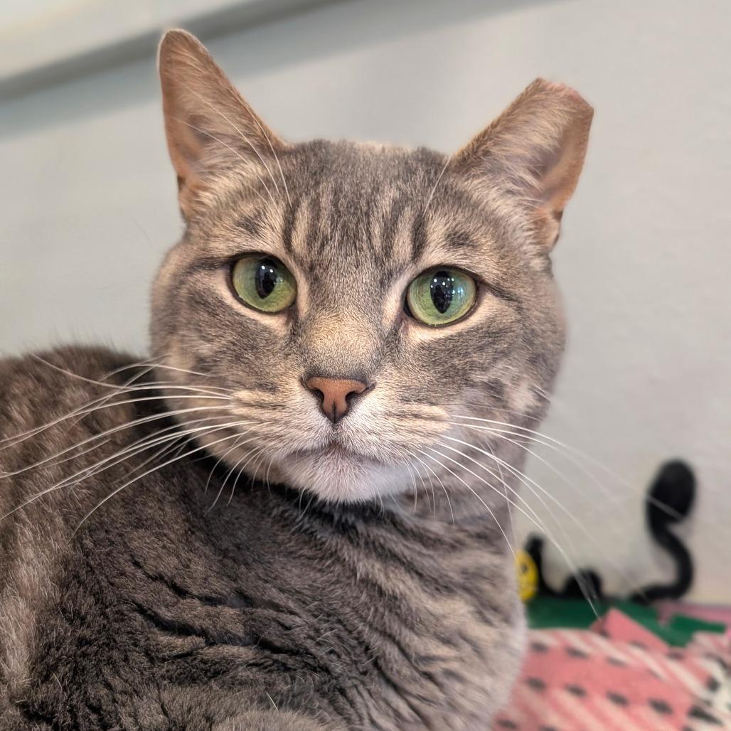 Tonka, a Adoptable Domestic Short Hair in Saint Charles, MO image 4/6