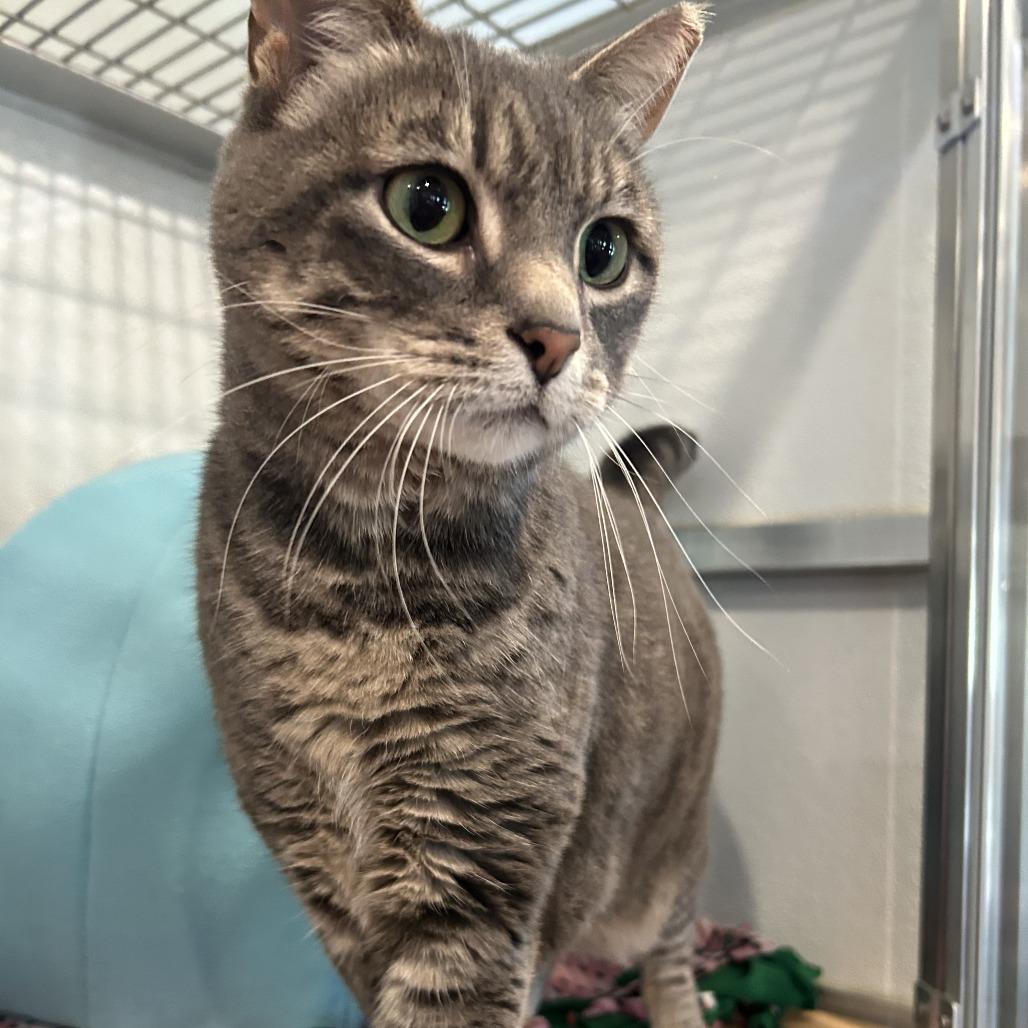 Tonka, a Adoptable Domestic Short Hair in Saint Charles, MO image 5/6