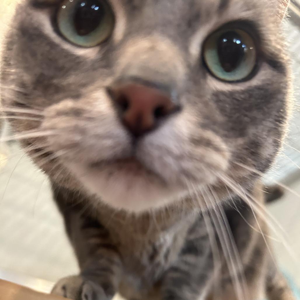 Tonka, a Adoptable Domestic Short Hair in Saint Charles, MO image 6/6