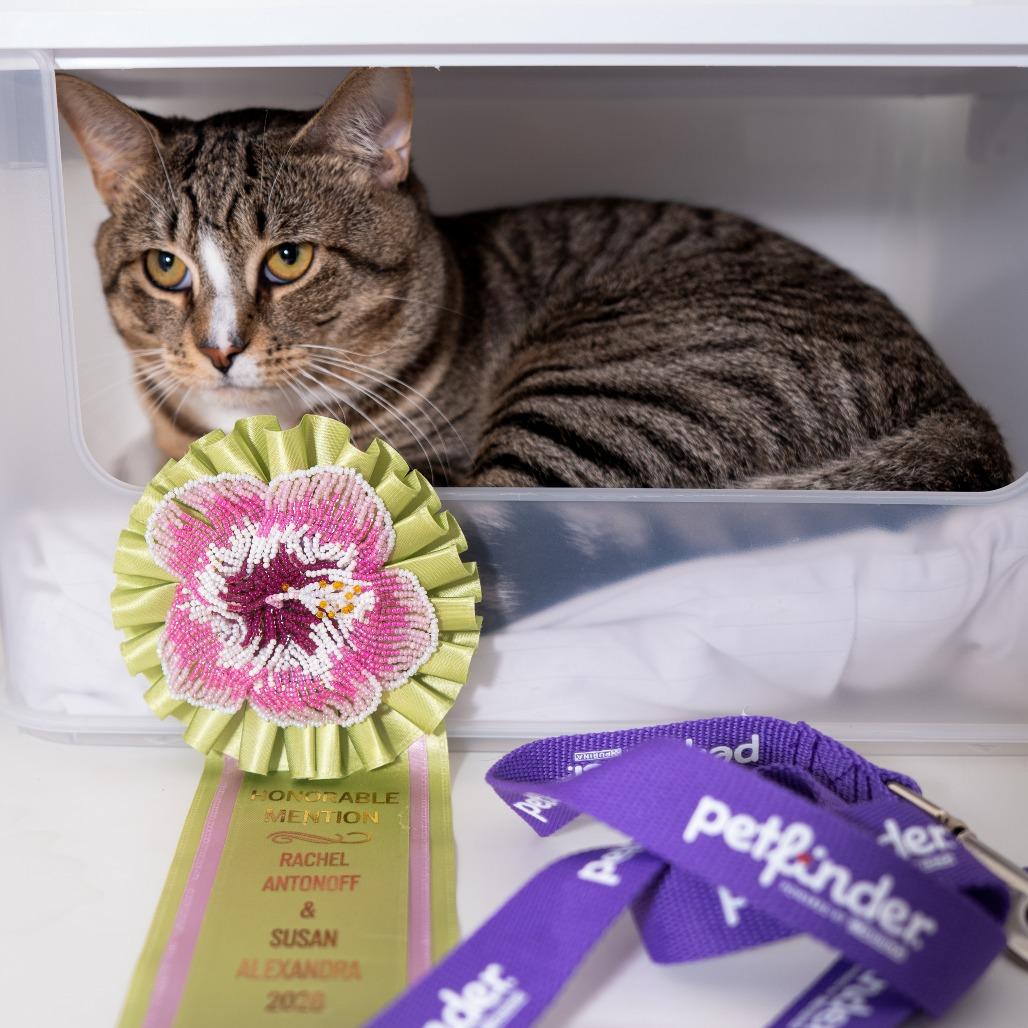 Enlarge Washington, a Adoptable Domestic Short Hair in New York, NY image 1/2