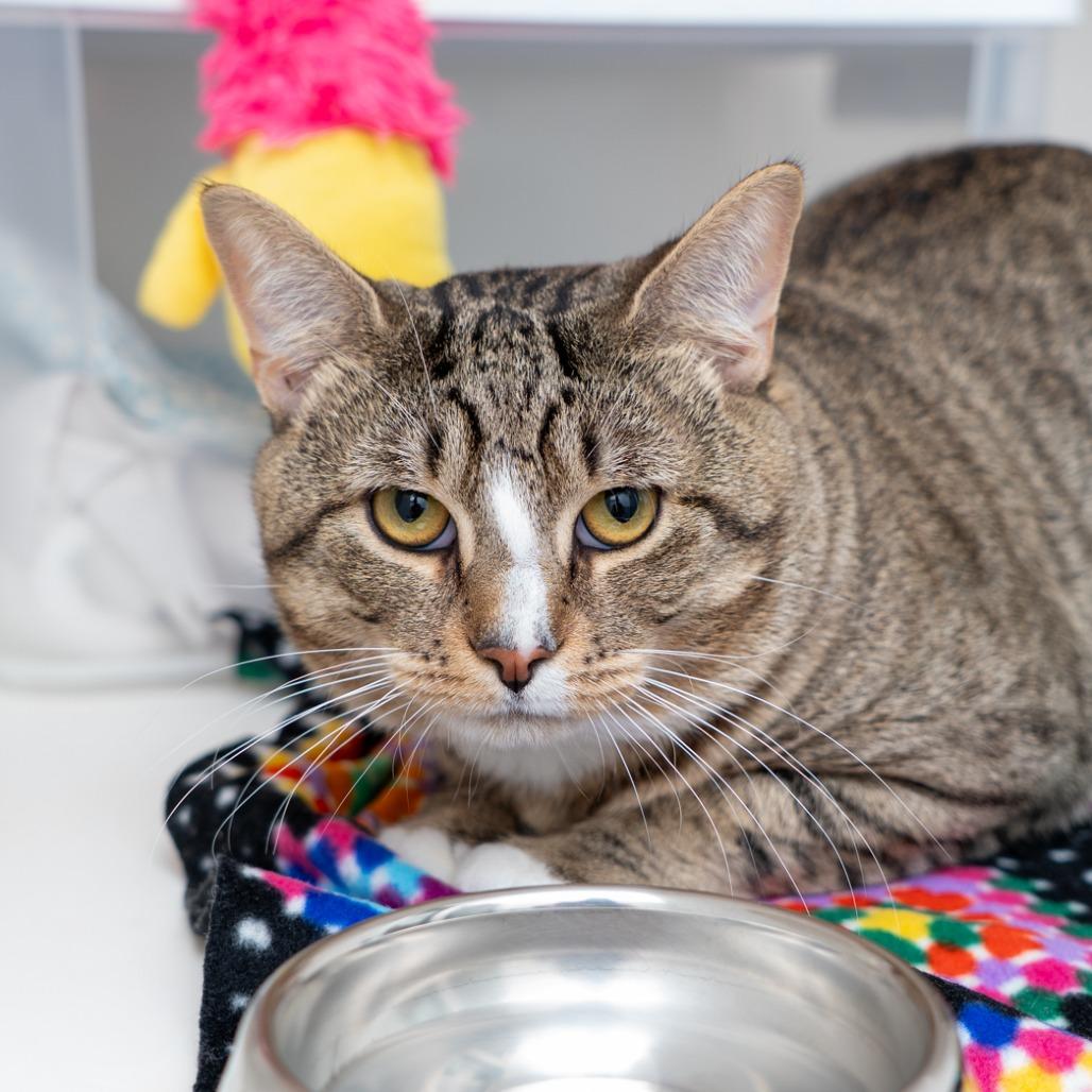 Enlarge Washington, a Adoptable Domestic Short Hair in New York, NY image 2/2