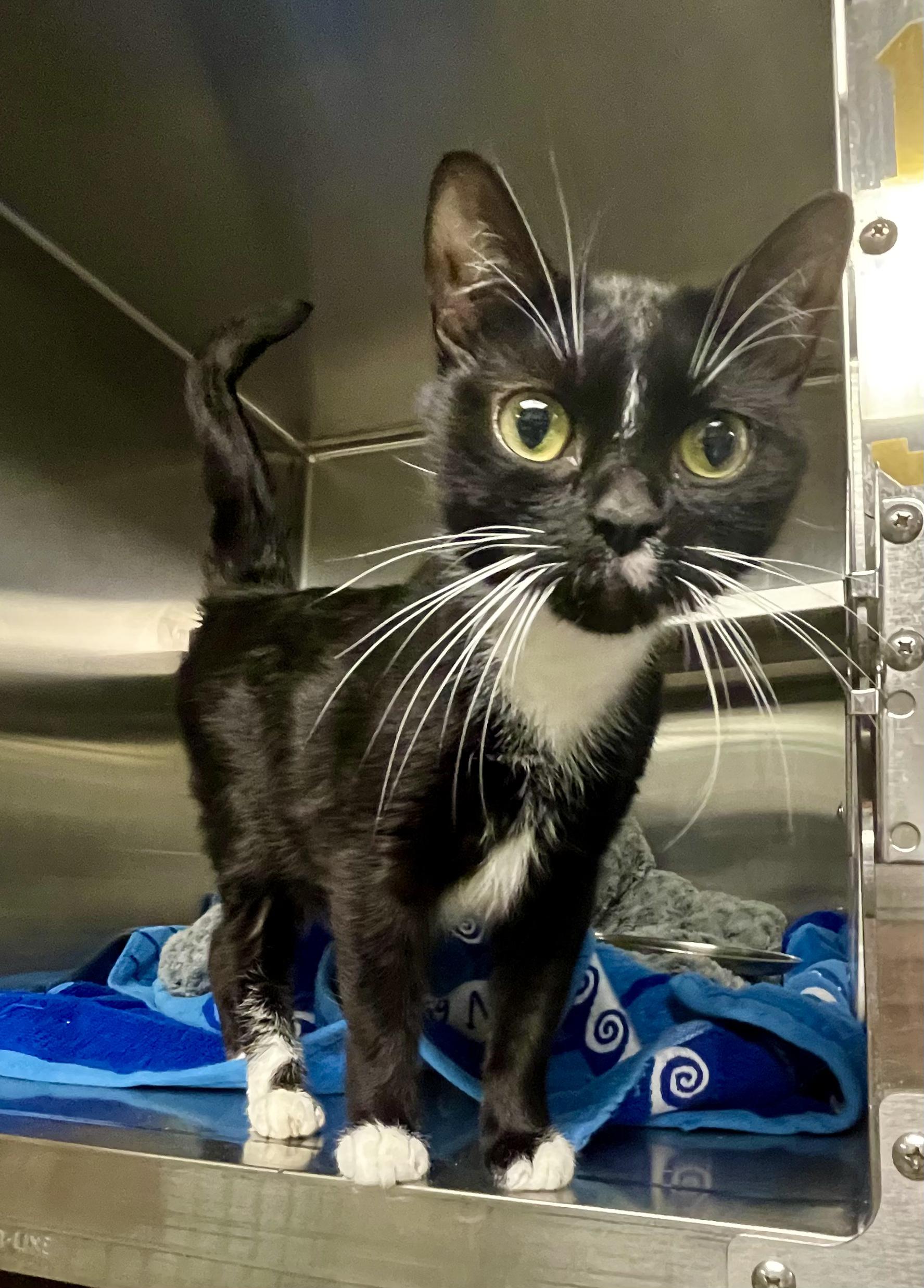 Wednesday, ADOPTABLE, Young Female Domestic Short Hair.