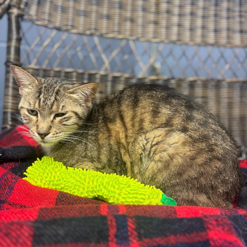Enlarge Mateo, a Adoptable Domestic Short Hair in Marshalltown, IA image 1/5