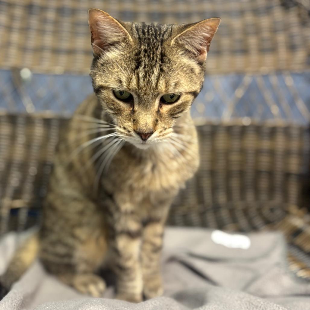 Enlarge Mateo, a Adoptable Domestic Short Hair in Marshalltown, IA image 2/5