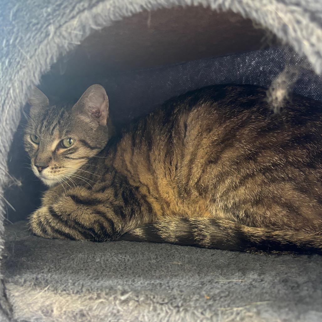 Enlarge Mateo, a Adoptable Domestic Short Hair in Marshalltown, IA image 3/5