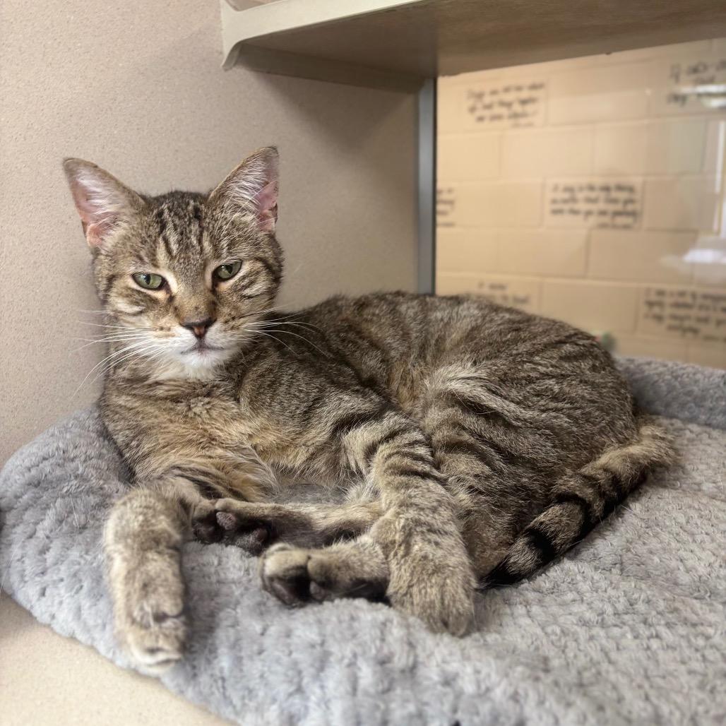 Enlarge Mateo, a Adoptable Domestic Short Hair in Marshalltown, IA image 4/5