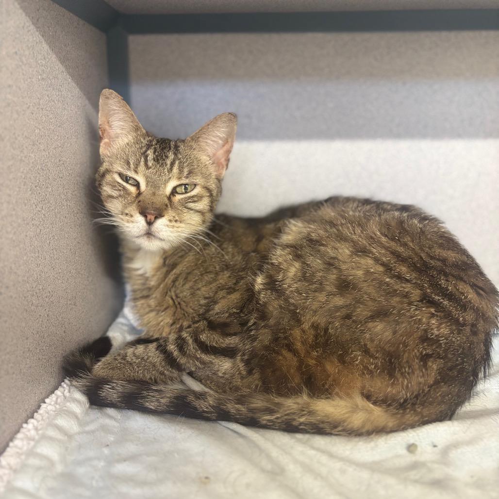 Enlarge Mateo, a Adoptable Domestic Short Hair in Marshalltown, IA image 5/5