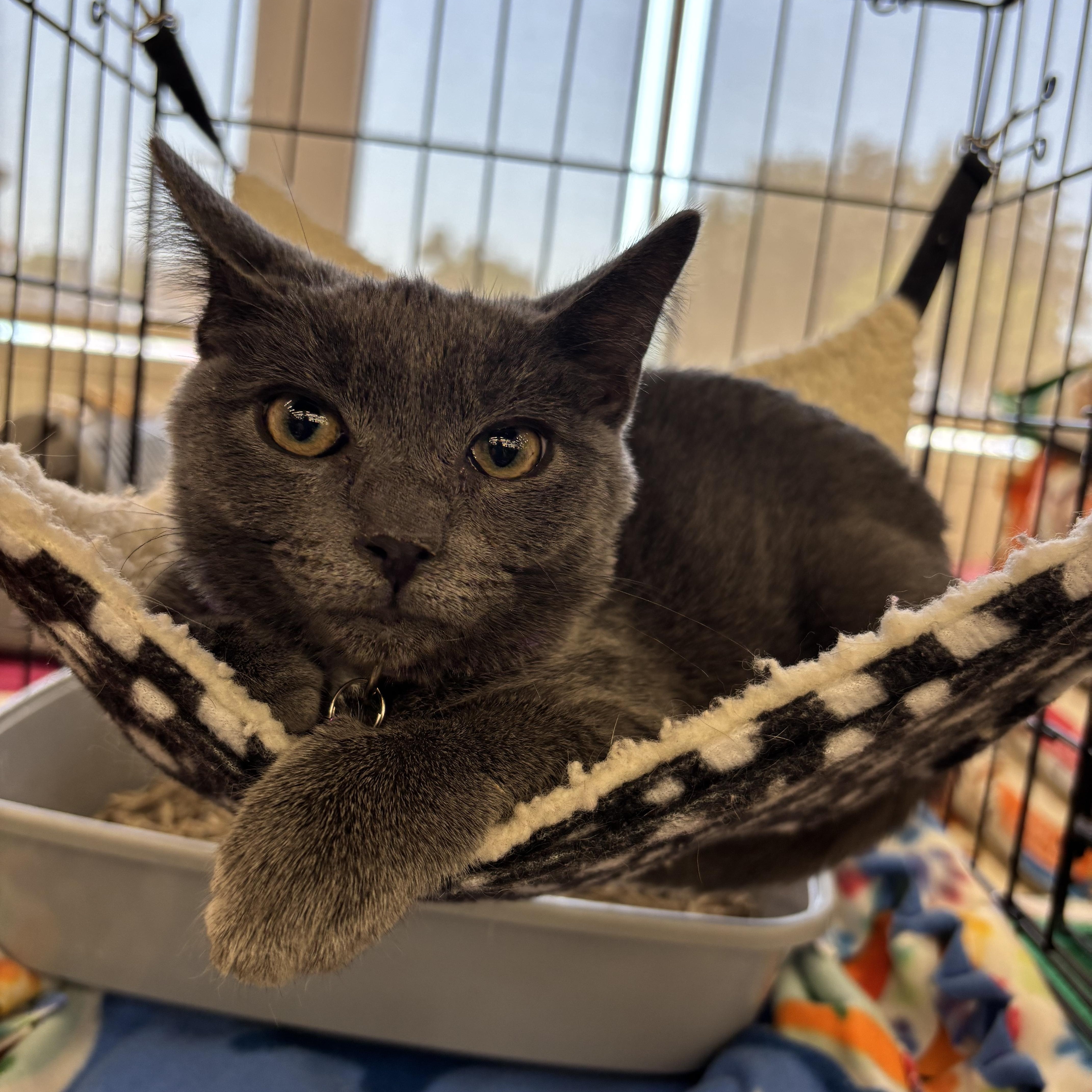 Dallas M., adoptable, Young Male Domestic Short Hair.