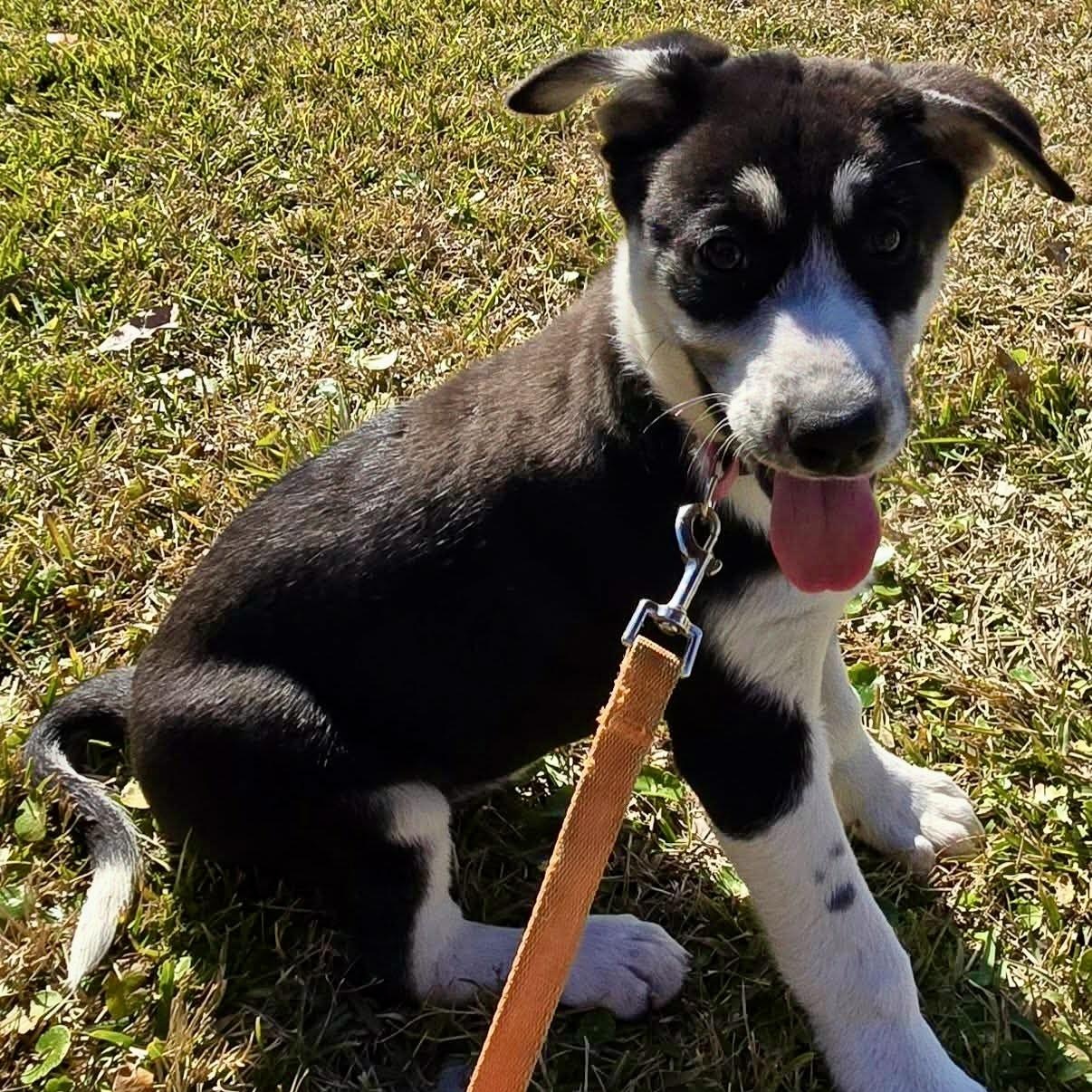 Enlarge Cataleya, a Adoptable mixed breed in El Dorado, KS image 5/6