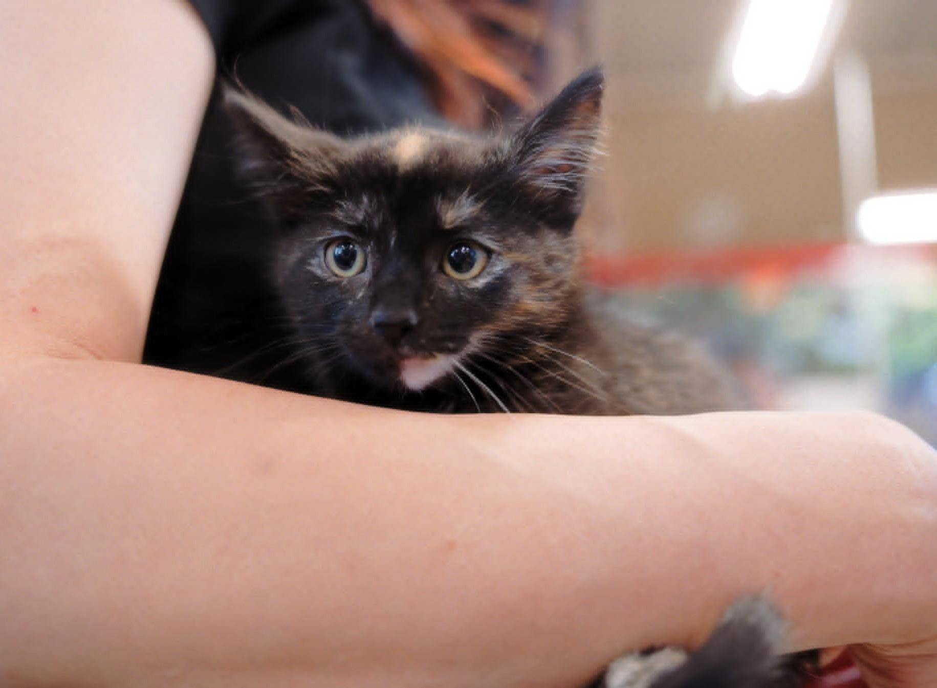 Nora, a Adoptable mixed breed in Fremont , CA image 2/6