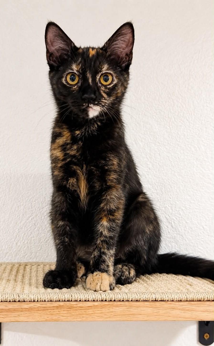 Nora, a Adoptable mixed breed in Fremont , CA image 3/6