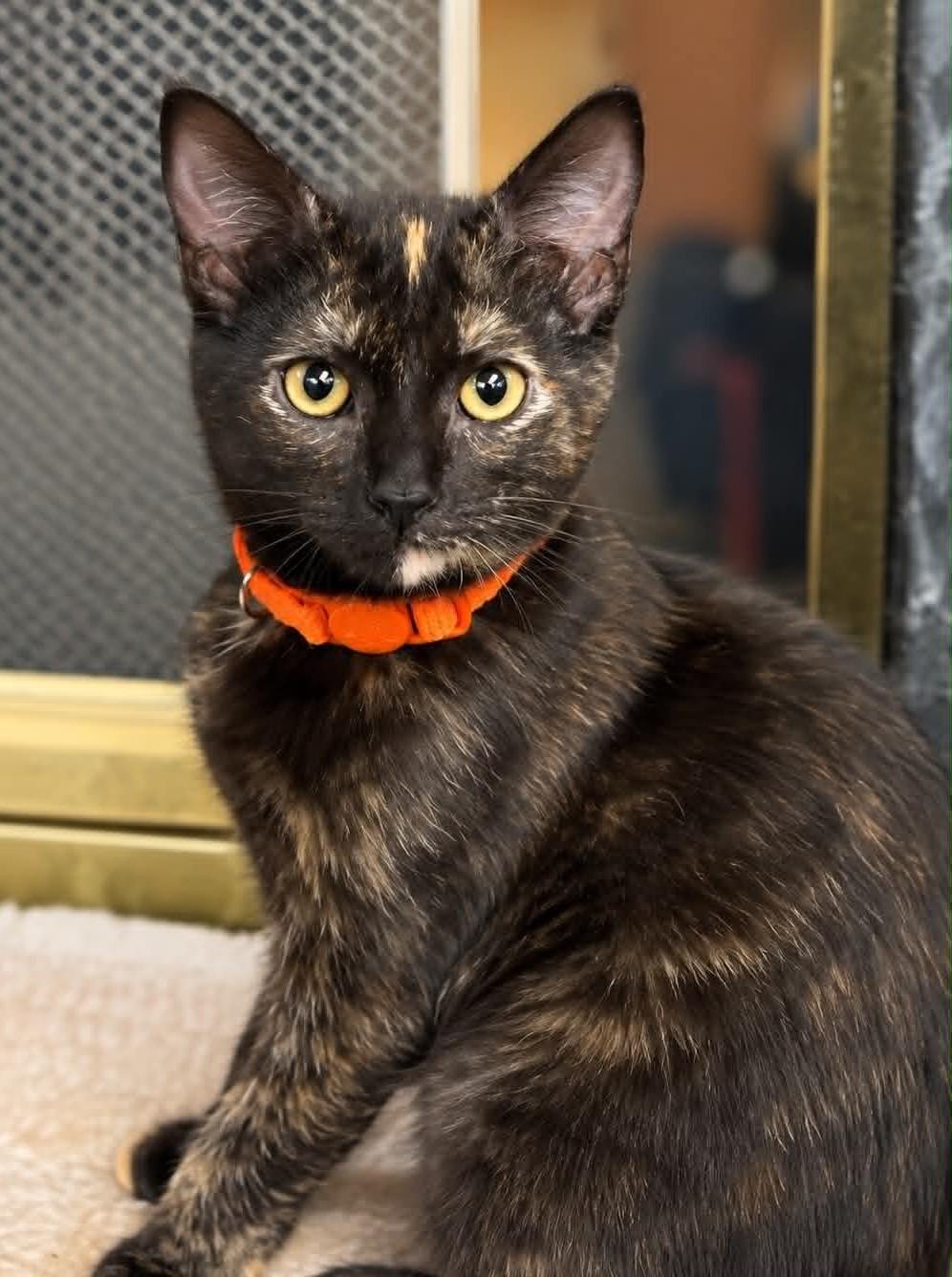 Nora, Adoptable, Kitten Female American Shorthair & Domestic Short Hair.