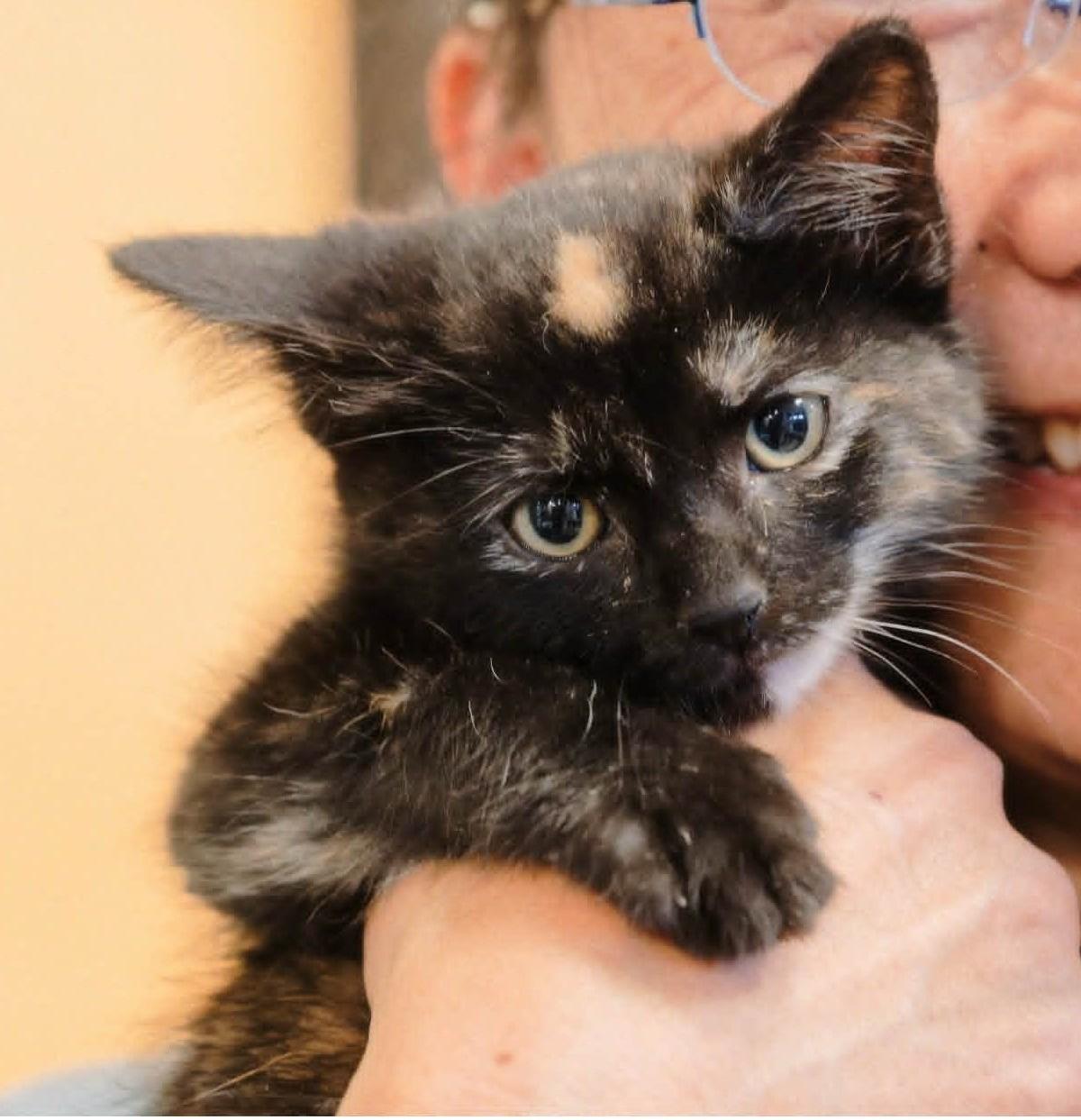Nora, a Adoptable mixed breed in San Jose, CA image 3/6