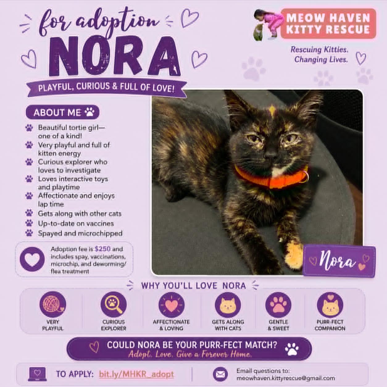 Nora, a Adoptable mixed breed in Fremont , CA image 6/6