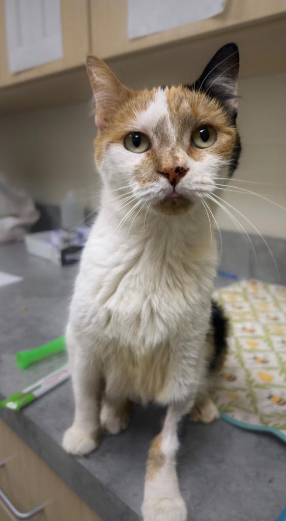 Jami (Flower), Adoptable, Adult Female Domestic Short Hair.