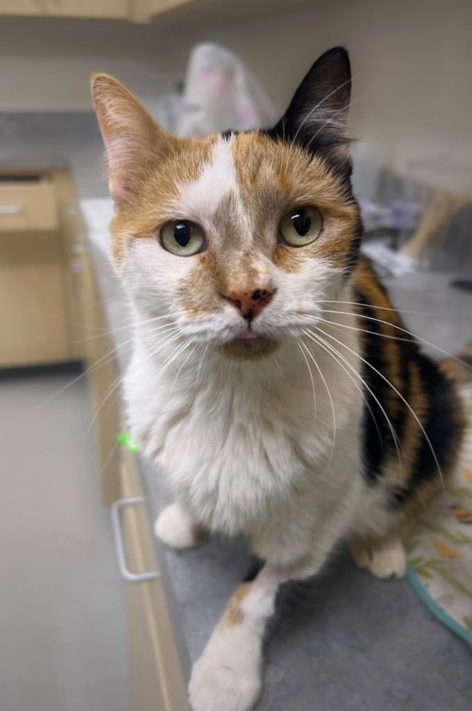 Enlarge Jami (Flower), a Adoptable mixed breed in Greeneville, TN image 2/3