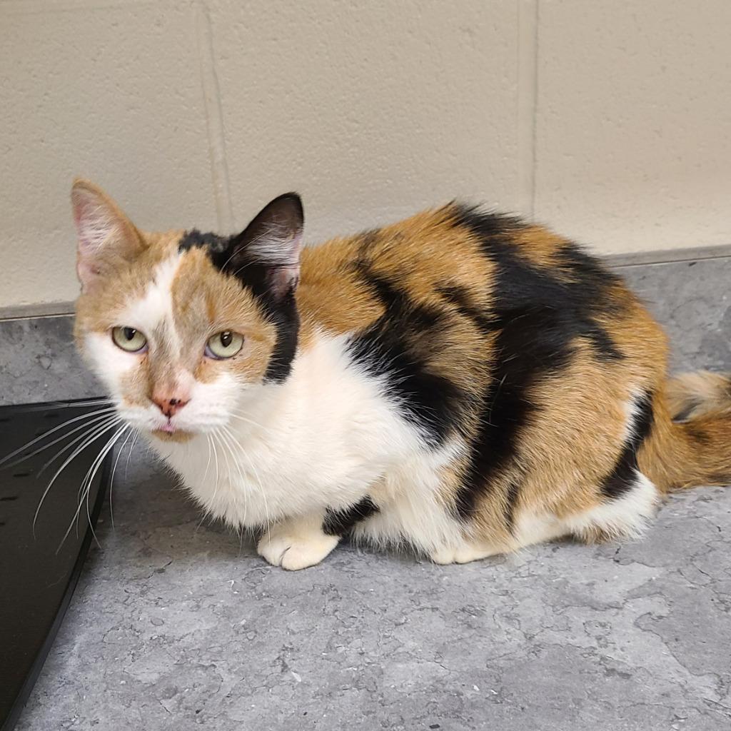 Enlarge Jami (Flower), a Adoptable mixed breed in Greeneville, TN image 3/3
