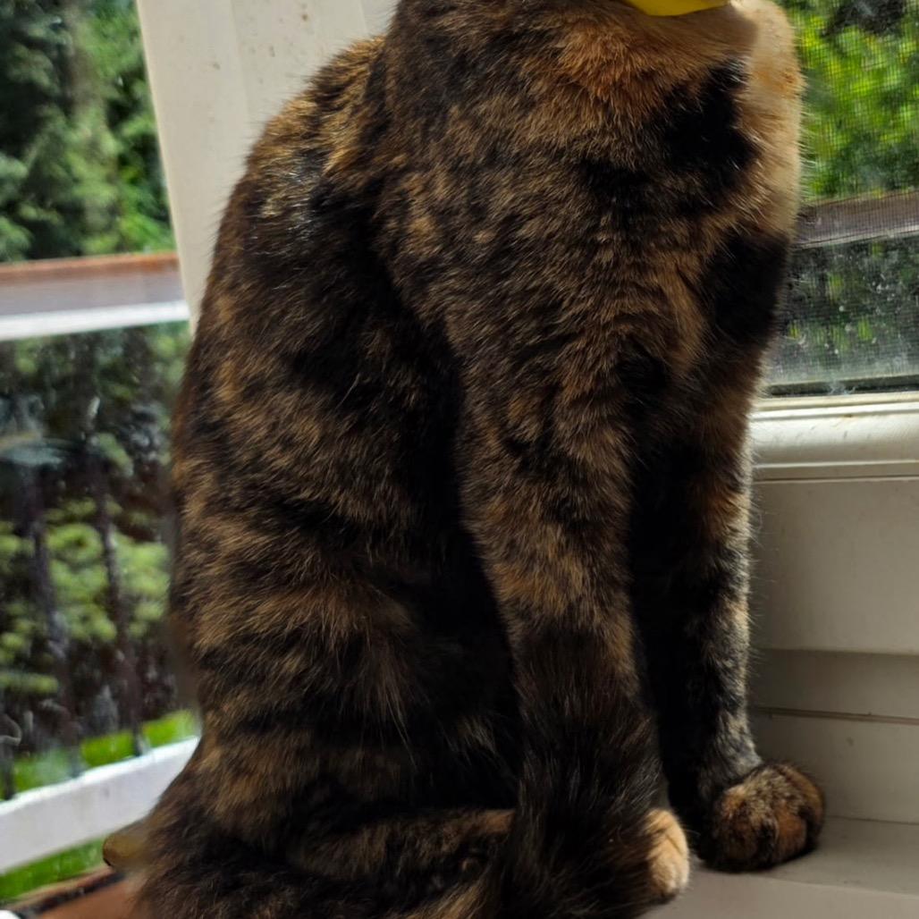 Amber, Adoptable, Adult Female Domestic Short Hair.