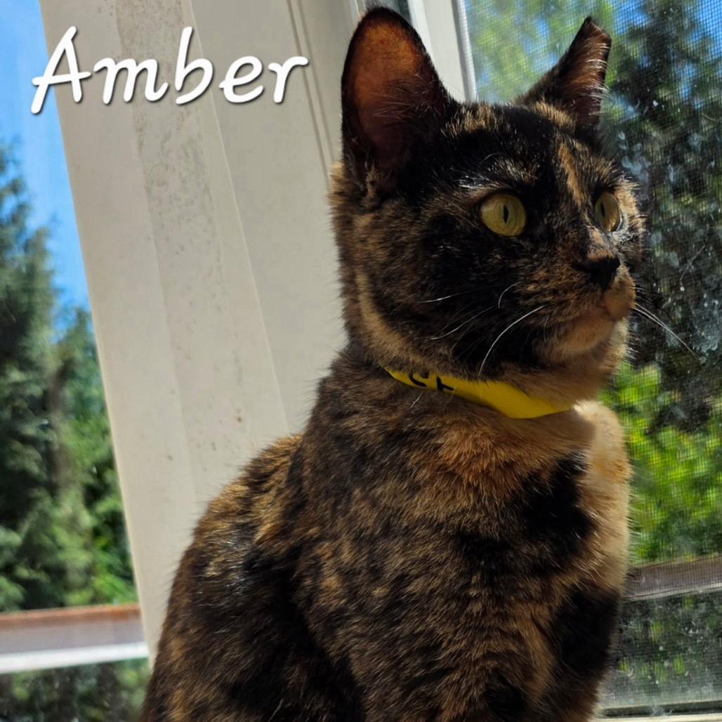 Enlarge Amber, a Adoptable Domestic Short Hair in Waldorf, MD image 2/2