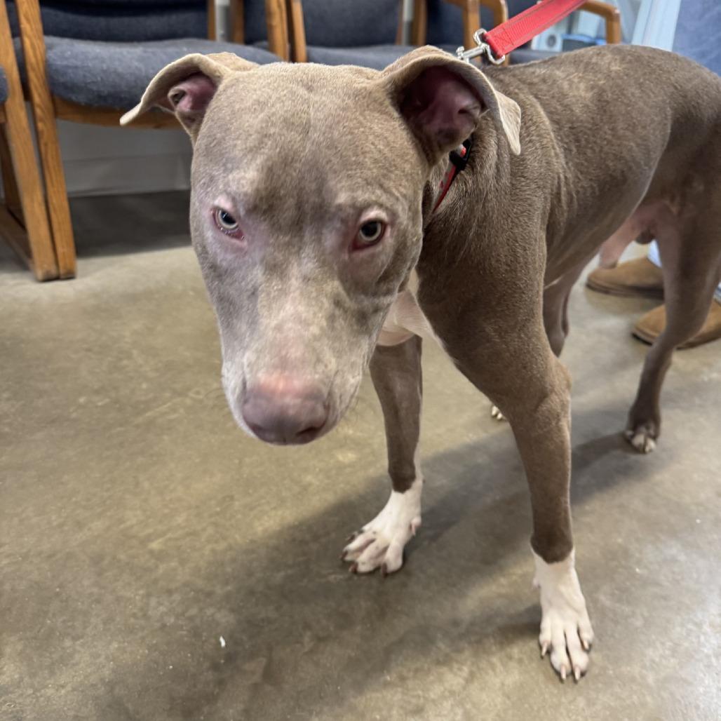 Enlarge Red, a Adoptable mixed breed in Rock Falls, IL image 1/2