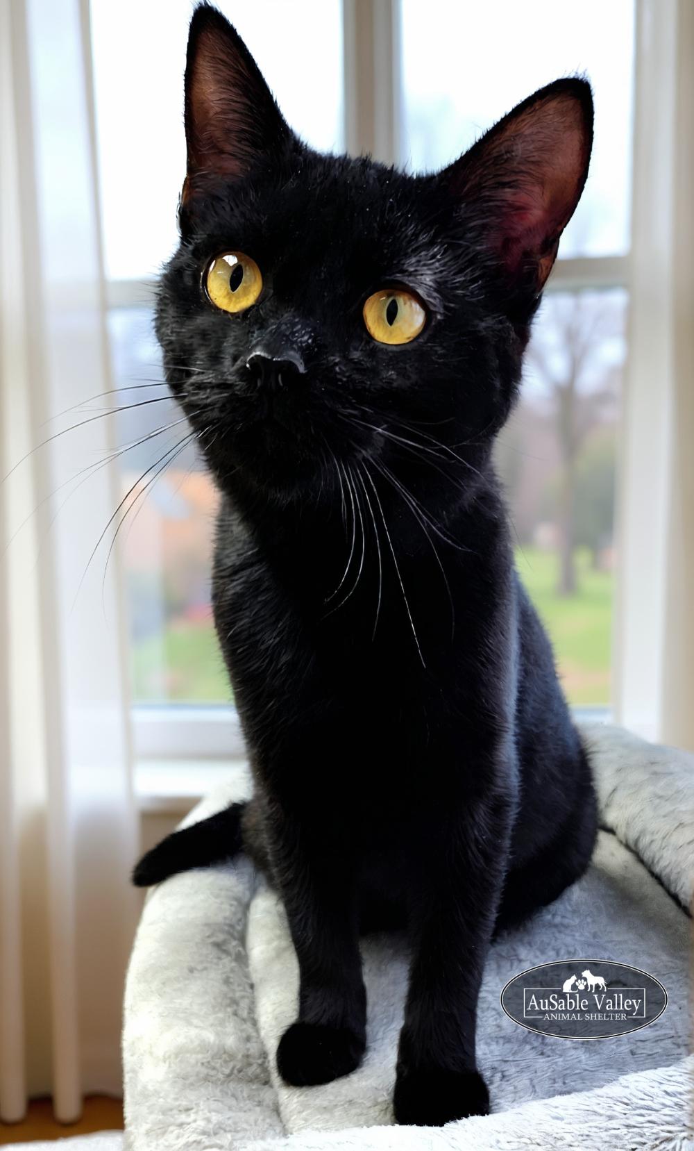 Gordita, a Adoptable Domestic Medium Hair in Grayling, MI image 5/5