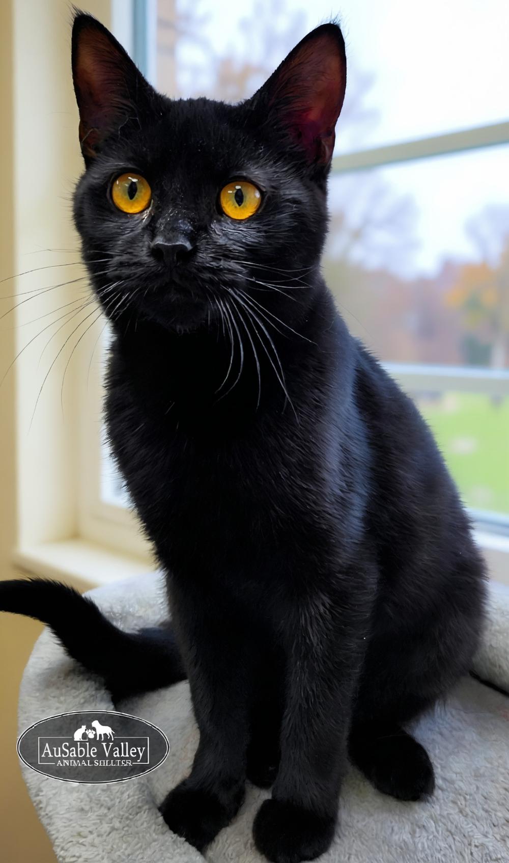 Gordita, a Adoptable Domestic Medium Hair in Grayling, MI image 2/5