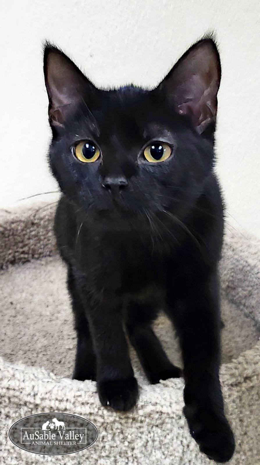 Gordita, Adoptable, Young Female Domestic Medium Hair.