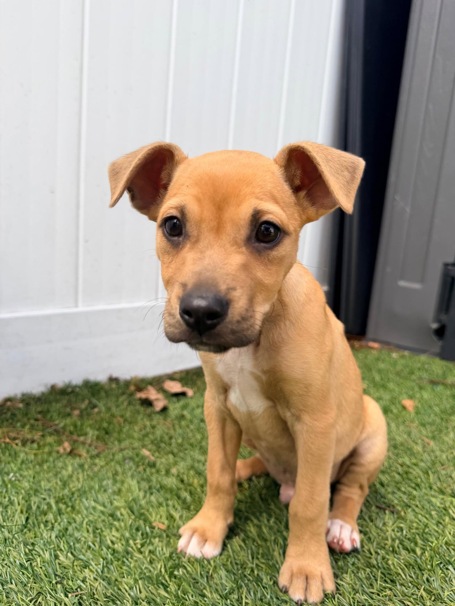 Enlarge Capucine Pup - Raffaello, a Adoptable mixed breed in Pompano Beach, FL image 1/3