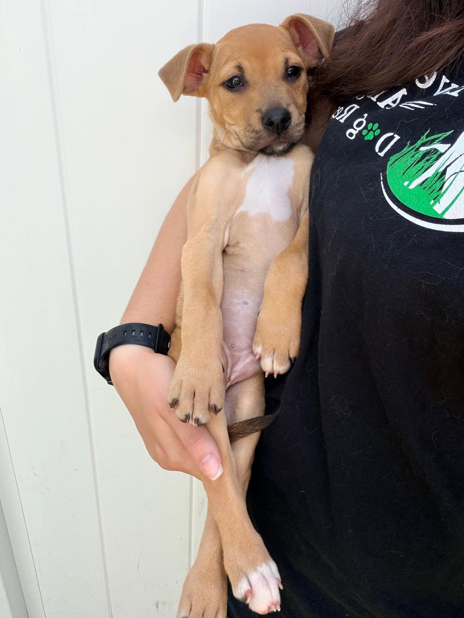 Enlarge Capucine Pup - Raffaello, a Adoptable mixed breed in Pompano Beach, FL image 2/3